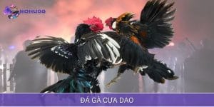 Đá gà cựa dao