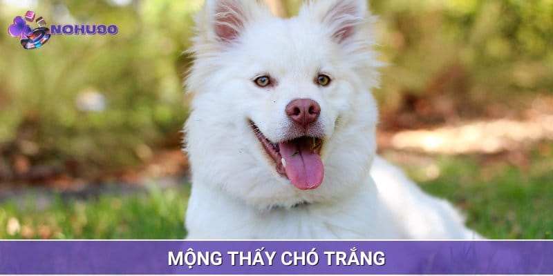 Mơ thấy con chó màu trắng đang báo hiệu những tình huống bất ổn Mơ thấy con chó màu trắng đang báo hiệu những tình huống bất ổn