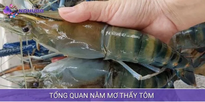 Nằm mơ thấy tôm đôi điều tổng quan